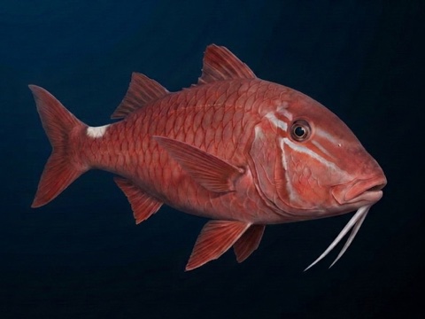 Kumu — Whitesaddle Goatfish