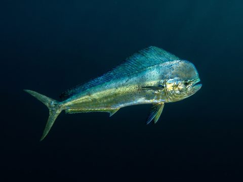 Mahi-Mahi — Dolphinfish