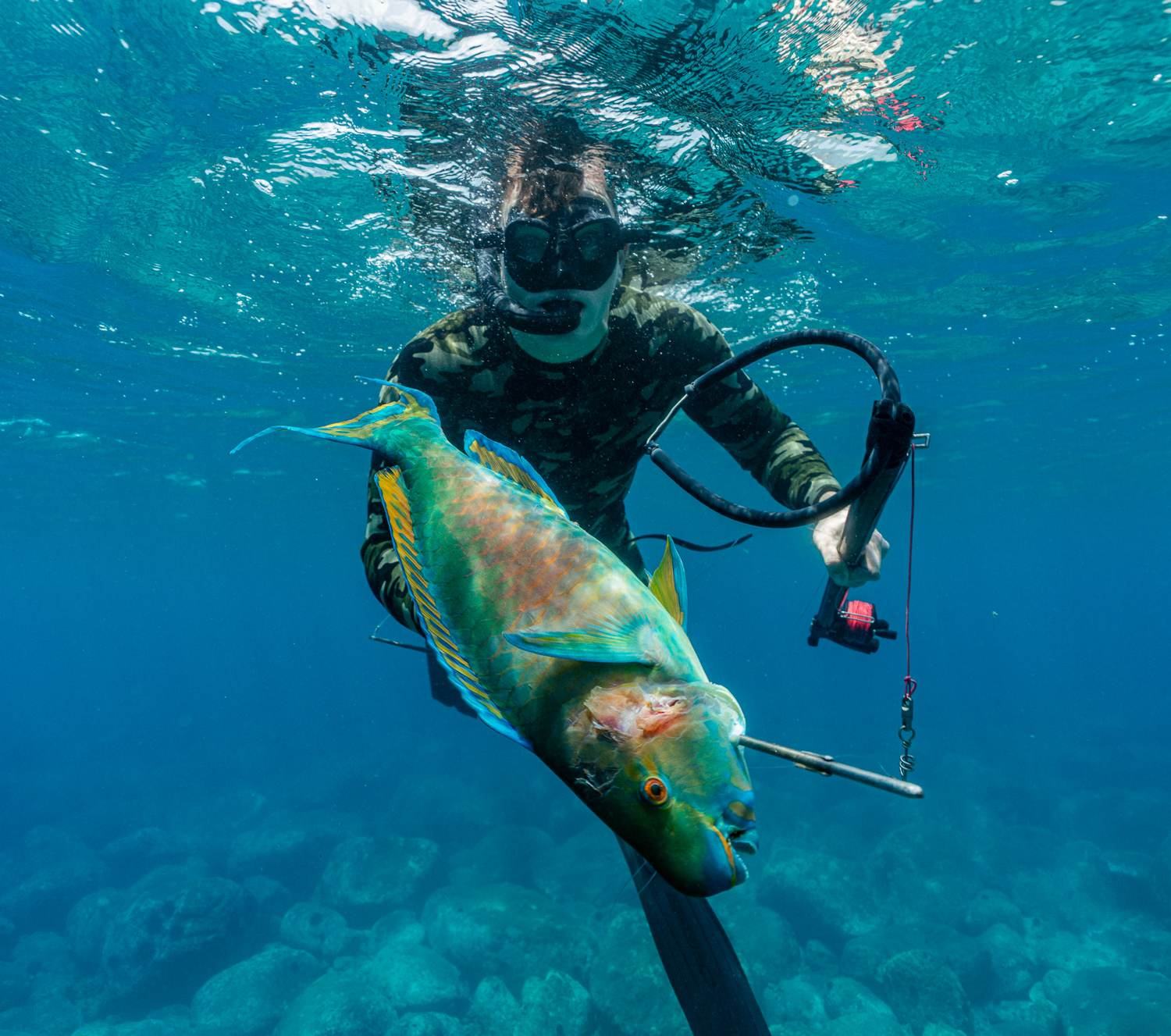 Speared uhu (parrotfish) held at the surface, Kona