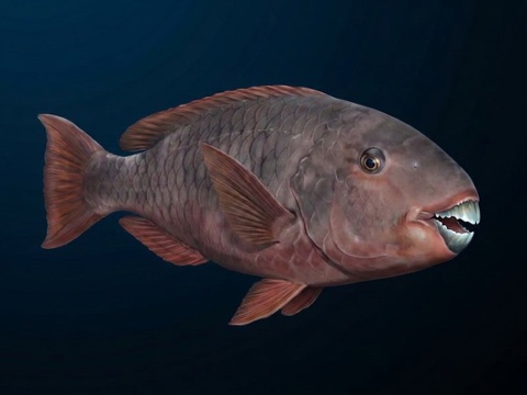 Uhu — parrotfish