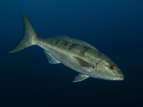 Uku — green jobfish