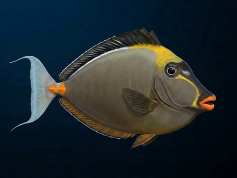 Umaumalei — orangespine unicornfish